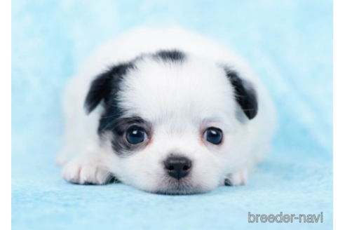 成約済の東京都のチワワ(ロングコート)-226450の3枚目